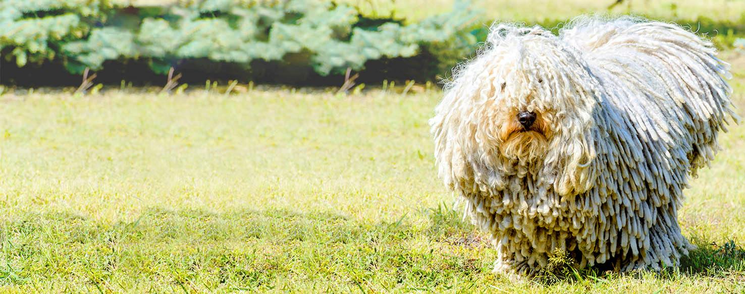 Ecuador Dog Names Popular Male and Female Names Wag!